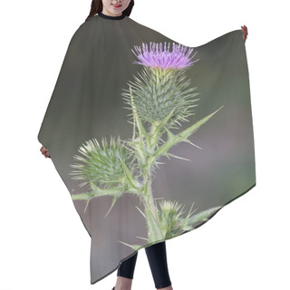 Personality  Wild Plants. Photos Of Thorns Growing In Nature. Hair Cutting Cape
