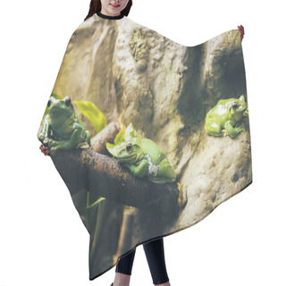 Personality  Green Frog On A Branch Hair Cutting Cape