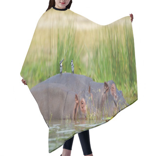 Personality  Two Hippopotamus In The Water Hair Cutting Cape