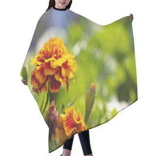 Personality  Blooming Orange Marigolds In The Garden. Hair Cutting Cape