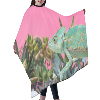 Personality  Side View Of Cute Colorful Chameleon Crawling On Stones And Succulents Isolated On Pink Hair Cutting Cape