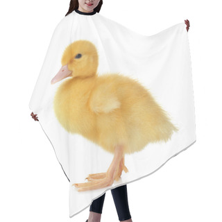 Personality  Cute Fluffy Gosling On White Background. Farm Animal Hair Cutting Cape