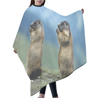 Personality  Two Marmots Hair Cutting Cape