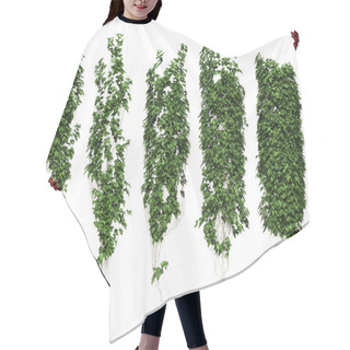 Personality  Ivy Leaves Isolated On A White Background. Hair Cutting Cape