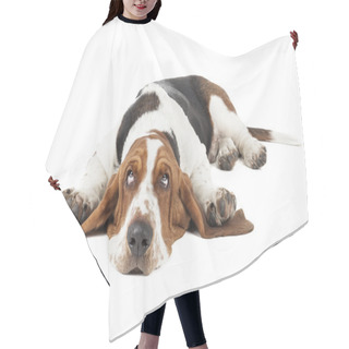 Personality  Basset Hound Hair Cutting Cape