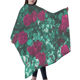 Personality  Blooming Roses In Beautiful Flower Garden As Floral Background Hair Cutting Cape