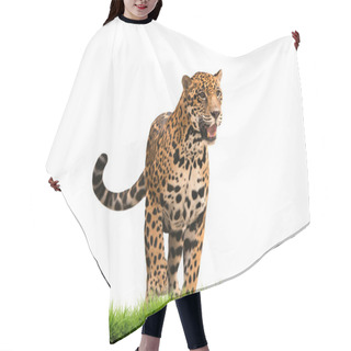 Personality  Jaguar ( Panthera Onca ) With Green Grass Isolated Hair Cutting Cape
