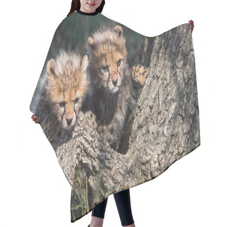 Personality  Cheetah Male Walking And Looking For Prey Hair Cutting Cape