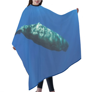 Personality  Sperm Whale Swimming In Blue Ocean Hair Cutting Cape