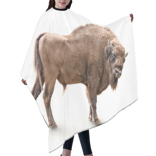 Personality  European Bison Isolated Hair Cutting Cape