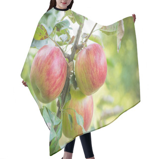 Personality  Apples Hanging From A Tree Branch In An Apple Orchard Hair Cutting Cape