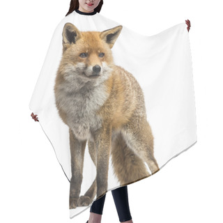 Personality  Red Fox, Vulpes Vulpes, Standing, Isolated On White Hair Cutting Cape
