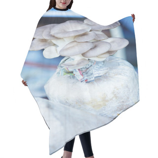 Personality  Oyster Mushrooms Cultivation On The Plastic Bag With Mycelium Hair Cutting Cape