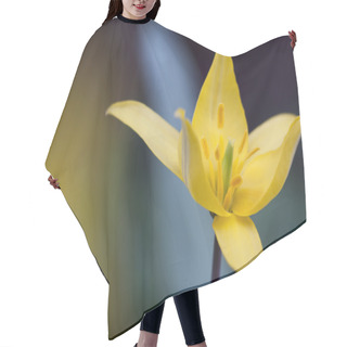 Personality   Daffodil In The Garden Hair Cutting Cape