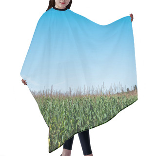 Personality  Corn Field With Green Leaves Against Blue Sky  Hair Cutting Cape