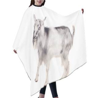 Personality  Gray Goat On White Hair Cutting Cape