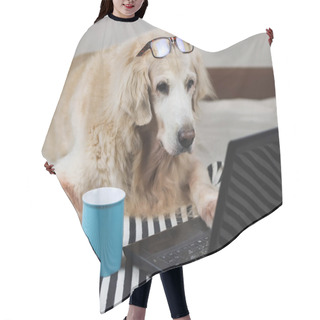Personality  Portrait  Of Golden Retriever Dog Wearing Eye Glasses On Head ,lying Down On Stripe Cloth With Blue Cup Of Coffee And  Computer Laptop Indoor , Looking At Computer Screen. Hair Cutting Cape