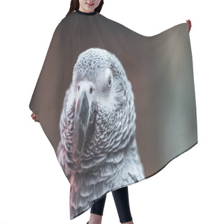 Personality  Close Up View Of Vivid Cute Grey Fluffy Parrot  Hair Cutting Cape