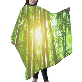 Personality  Bamboo Forest With Sun Flare Hair Cutting Cape