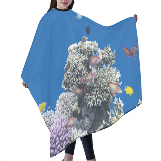 Personality  Coral Reef With  Fishes Anthias In Tropical Sea, Underwater Hair Cutting Cape