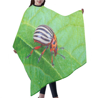 Personality  Image Of Colorado Beetle On Potato Leaf Hair Cutting Cape