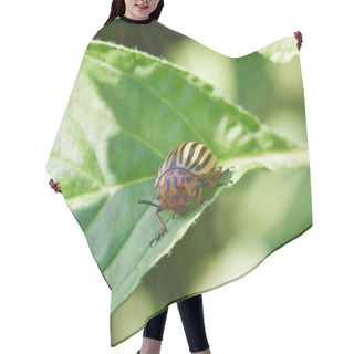 Personality  Colorado Potato Beetle In Potatoes Leaves Hair Cutting Cape