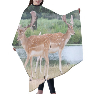 Personality  Pair Of Fallow Stag Buck Deer Walking Past Each Other Hair Cutting Cape