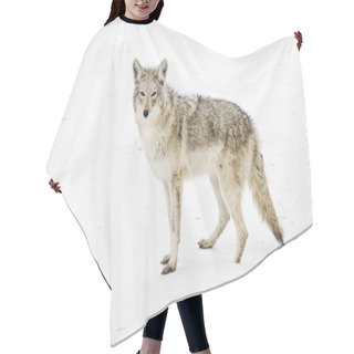 Personality  Wary Coyote & Winter Snow Hair Cutting Cape