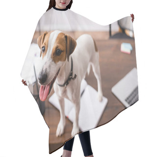 Personality  Selective Focus Of Jack Russell Terrier Sticking Out Tongue On Office Table  Hair Cutting Cape