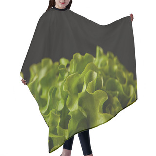 Personality  Close-up Shot Of Ripe Lettuce Leaves Isolated On Black Hair Cutting Cape