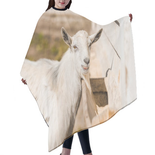Personality  Portrait Of Adorable Goat Grazing In Corral At Farm Hair Cutting Cape