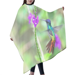 Personality  Golden-tailed Sapphire, Hummingbird In Flight Hair Cutting Cape