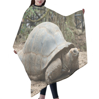 Personality  Galapagos Tortoise In A Nature Reserve Hair Cutting Cape