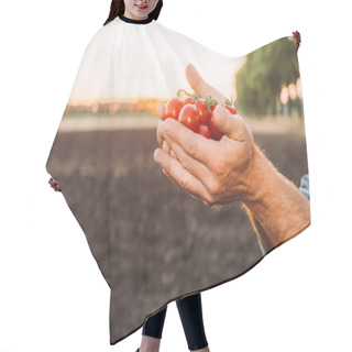 Personality  Partial View Of Rancher Holding Ripe, Fresh Cherry Tomatoes In Cupped Hands Hair Cutting Cape