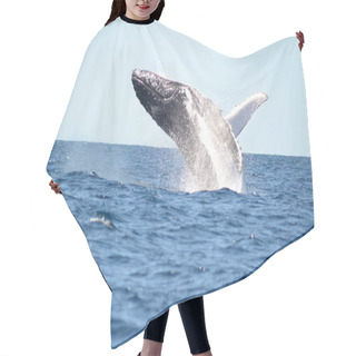 Personality  Humpback Whale Watching Hair Cutting Cape