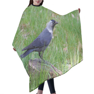 Personality   Jackdaw, Is A Passerine Bird In The Crow Family. Hair Cutting Cape