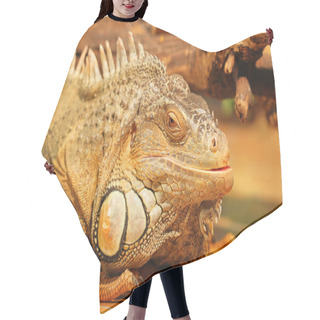 Personality  The Head Of A Tropical Lizard With A Sharpness In Her Eyes, A Sl Hair Cutting Cape