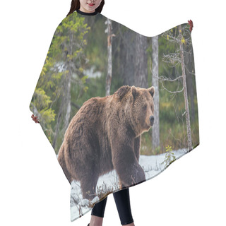 Personality  Wild Brown Bear In The Spring Forest. European Brown Bear ( Ursus Arctos ) Hair Cutting Cape