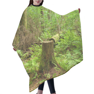 Personality  Old Stump With Moss In Summer Forest. Hair Cutting Cape