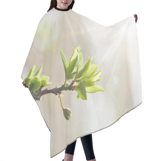 Personality  Close Up Of Tree Branch With Green Leaves And Shining Sun Hair Cutting Cape