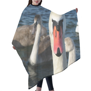 Personality  The Head Of A Wild Swan. Hair Cutting Cape
