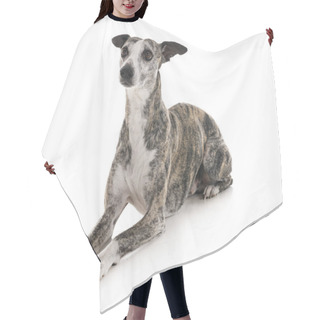 Personality  Whippet In Studio Hair Cutting Cape