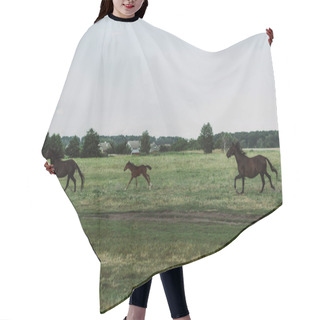 Personality  Side View Of Horses And Colt Galloping On Grassland  Hair Cutting Cape
