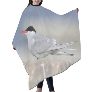 Personality  Arctic Tern (Sterna Paradisaea) Oeland Sweden Hair Cutting Cape