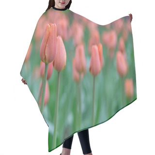 Personality  Buds Of Pink Tulips Growing In A Public City Park In Soft Light On A Blurred Background With A Place For Text. Dutch Tulips Are In Bloom. Floral Banner For A Flower Shop. Hair Cutting Cape