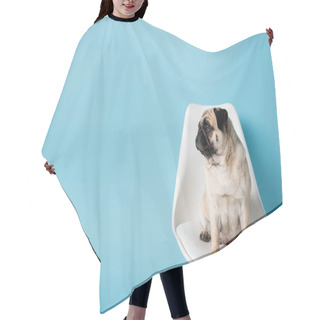 Personality  Pug Dog Sitting On White Chair And Looking Away On Blue Background With Copy Space Hair Cutting Cape