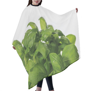 Personality  Green Fresh Basil Leaves Isolated On White Hair Cutting Cape