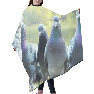 Personality  Pigeons Hair Cutting Cape