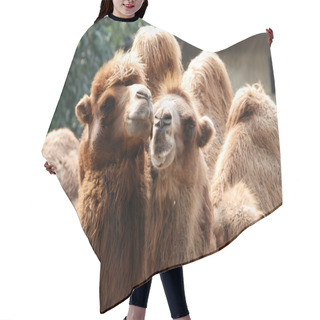 Personality  Animal Camel Portrait Hair Cutting Cape