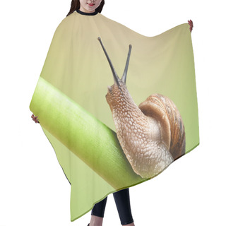 Personality  Snail On Green Stem Hair Cutting Cape
